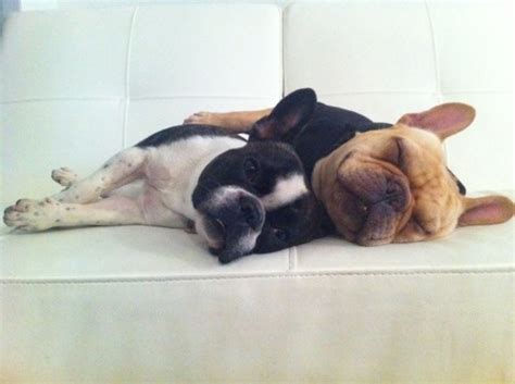 9 Best Dog Shamed Boston Terriers Images On Pinterest Dog Shaming