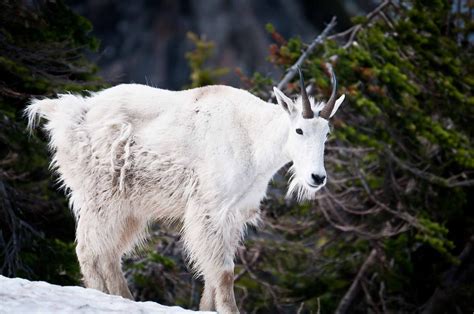 Glacier National Park A Great Place To See Mountain Goats Mudfooted