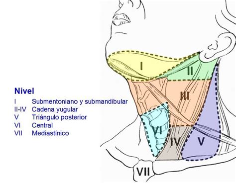 We did not find results for: WebNiveles_Grupos_Ganglionares_Cuello.jpg (780×620 ...