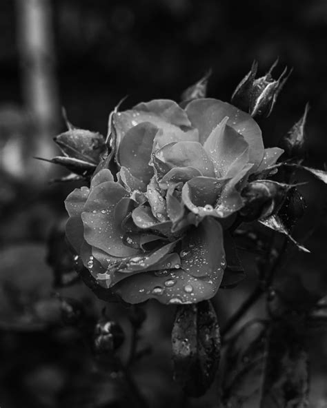 รูปภาพฟรี สีดำและสีขาว ดอกกุหลาบ สวนดอกไม้ น้ำค้าง ความชื้น เปียก สวน ดอกไม้ ฟลอรา โรงงาน