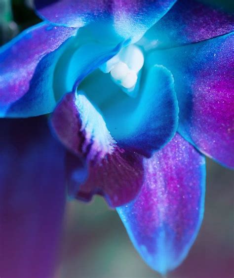 Magical Blue Orchid Photography Decor 8x10 Alice In Wonderland