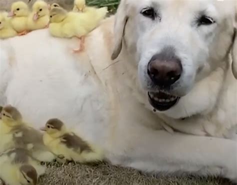 Labrador Retriever Fred Fosters Cute Ducklings Goes Viral