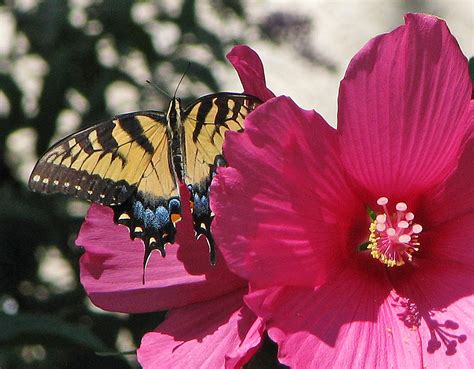 Tiger Swallowtail In Pink Female Eastern Tiger Swallowtail Flickr