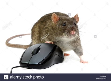 This is due to an error Rat And Computer Mouse High Resolution Stock Photography ...