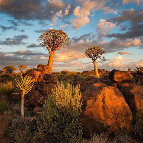 Quiver Tree Forest Keetmanshoop Namibia Vertorama By Hougaard Malan