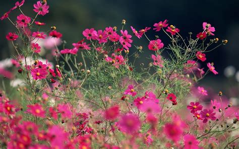 Pink Summer Flowers Wallpapers Wallpaper Cave