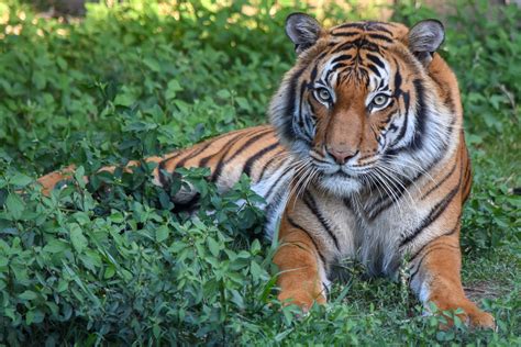 Spotlight On Species Sos Malayan Tigers The Houston Zoo