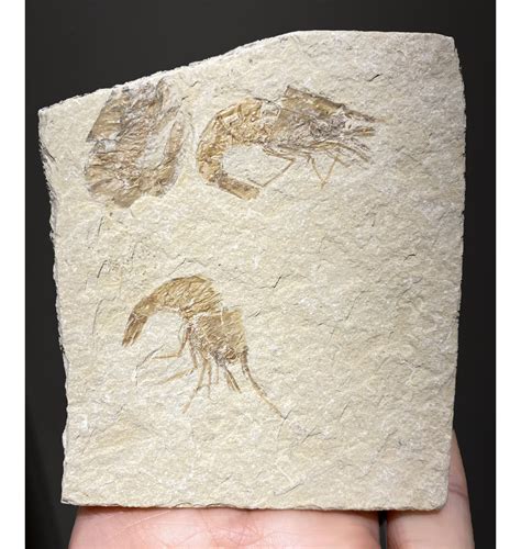 Fossils For Sale Fossils Cretaceous Fossil Shrimp Lobster Cluster From Lebanon