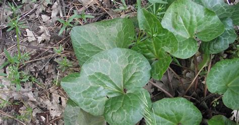 Medicinal And Edible Plants What Is Wild Ginger