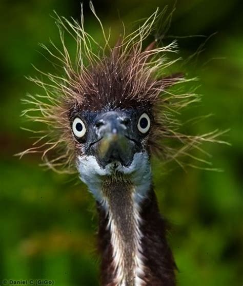 Frazzled One Funny Bird Pictures Funny Birds Funny Animals