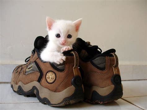 Kitten In Shoe Love Meow