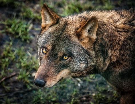 Iberian Wolf Alchetron The Free Social Encyclopedia