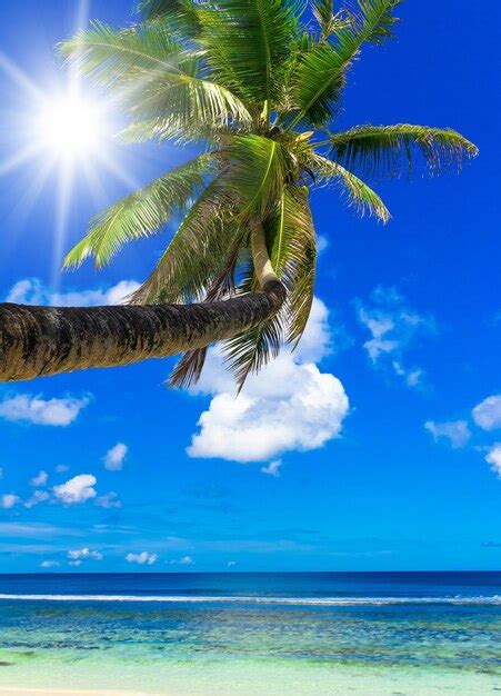 Premium Photo Tree Palm Tree No Humans Outdoors Day Sky Cloud Beach