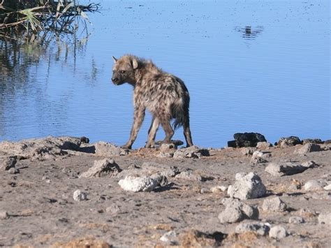 Free Images Wildlife Fauna Close Up Animals Vertebrate Carnivore