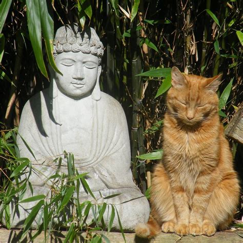 Zen Kittysoaking Up The Rays In Silent Meditation Nature Animals