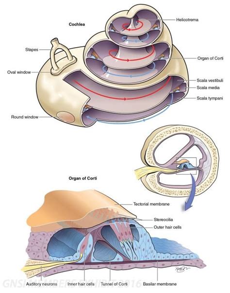 Cochlea And The Organ Of Corti © 2015 Jonathan Higgins Krankenpflege