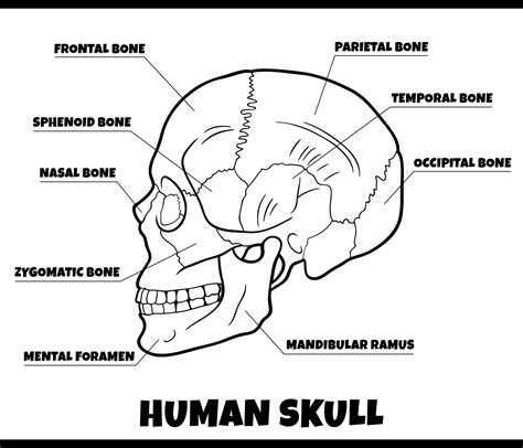 Human Skull Bones Anatomy Diagram Illustration 9830800 Vector Art At