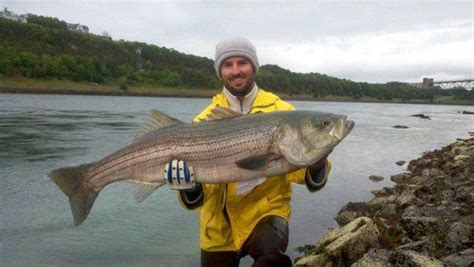 Targeting 40 pound-plus striped bass at the Cape Cod Canal