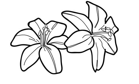 Цветы для срисовки лилии 25 фото