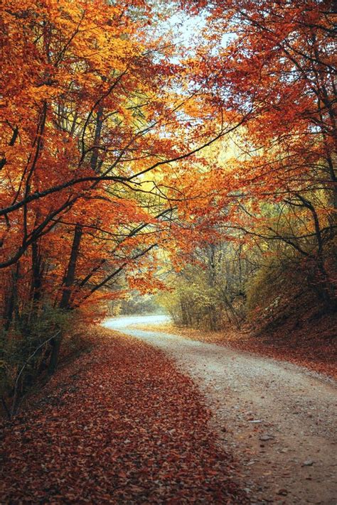 Beautiful Autumn Forest Mountain Path Stock Image Image Of Nature