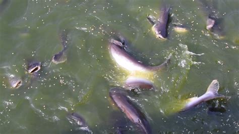 Naihati Fish Hatchery Process System Eating Big Pangasius Fish Youtube