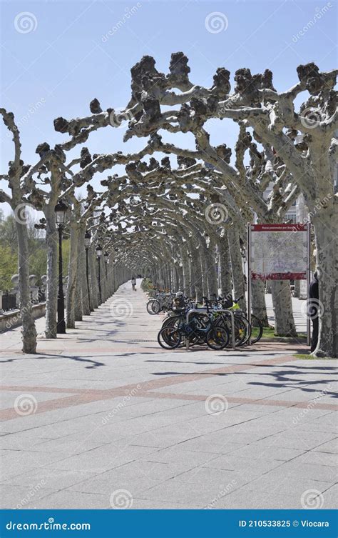 Burgos 12th April Promenade With Alley With Old Fashioned Trees