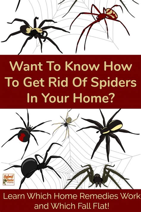 How Do You Get Rid Of Spiders In Your Home You Want Them Gone Forever
