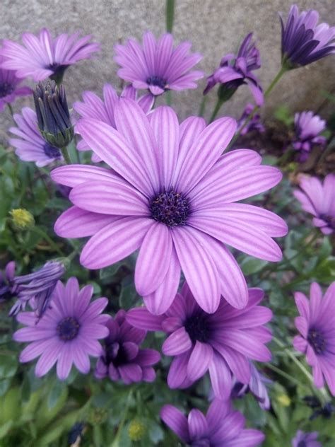 Purple Daisy Pictures Download Free Images On Unsplash