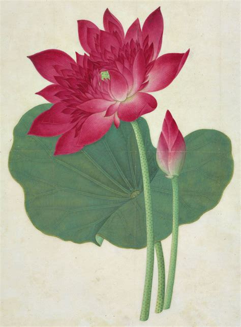 Artist Unknown Sacred Lotus 19th Century Chinese Watercolor Lotus