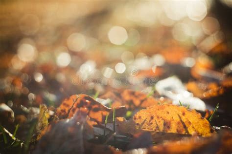 Autumn Leaves With Blurred Trees Fall Blurry Background Stock Photo