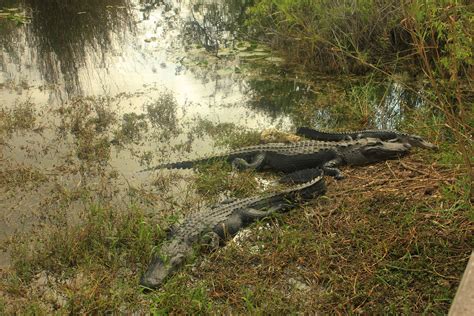 Alligators Floating At Everglades National Park Florida Image Free