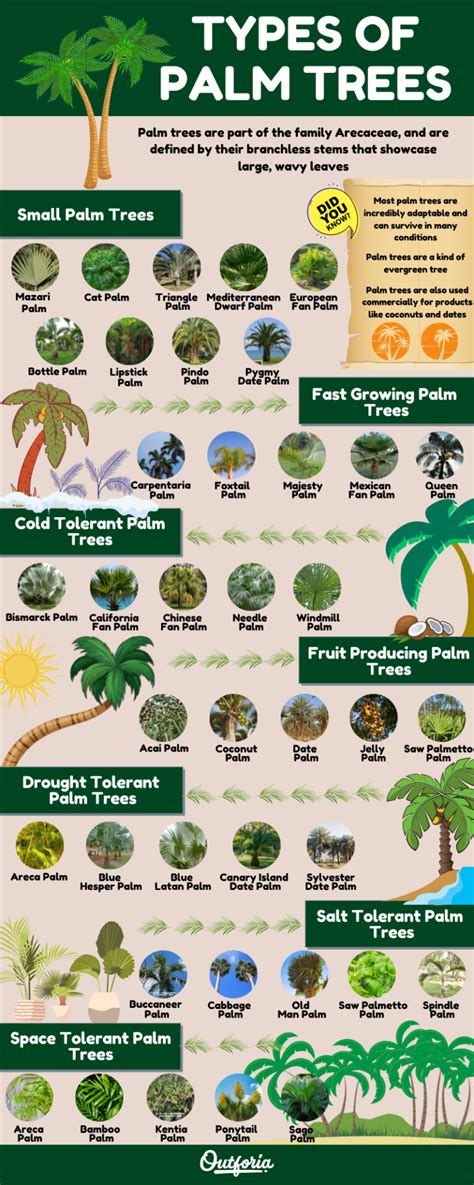 39 Types Of Palm Trees Complete Identification Guide With Images And Facts