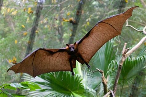 Giant Flying Fox Bat Wingspan
