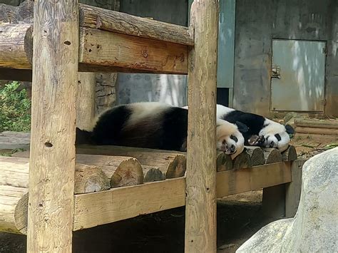 Panda Updates Monday May 10 Zoo Atlanta