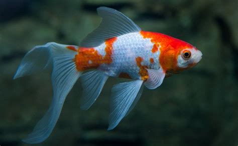 20 Popular Types Of Goldfish For Your Aquarium Care Guide Included