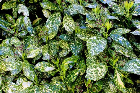 We did not find results for: Japanese Aucuba Plant - How To Grow Aucuba Shrubs