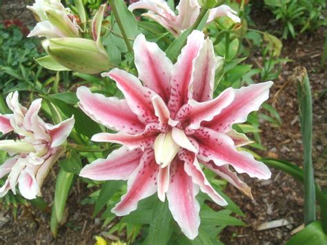 Lilium Orientalis Magic Star Photo By Rebeccalynn On Garden Showcase