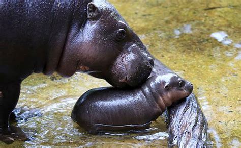 Meet The Endangered Pygmy Hippo Who Loves To Swim