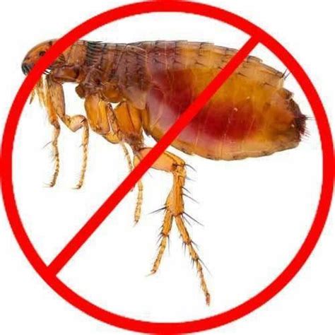Commercial Chemical Treatment Fleas Pest Control Service Id 26425220491