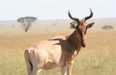 Pin De Sandi Cornez En Wonderful Wildlife Antilope Animales