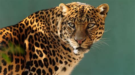 Wallpaper Jaguar Wild Cat Face Animals 10237