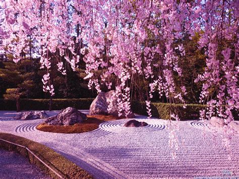 Cherry Blossom Japanese Garden Wallpaper Japanese Cherry Blossom