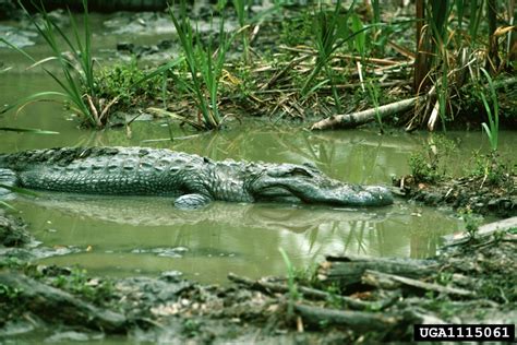 American Alligator Alligator Mississippiensis