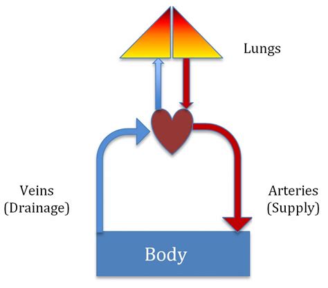 Acd A Z Of Skin Leg Veins