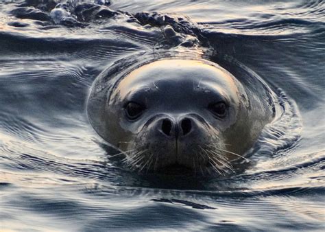 Conserving Mediterranean Monk Seals The European Nature Trust