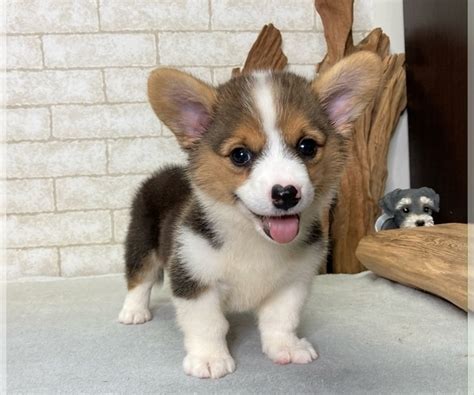 Puppyfinder.com is your source for finding an ideal pembroke welsh corgi puppy for sale in illinois, usa area. View Ad: Pembroke Welsh Corgi Puppy for Sale near Illinois, CHICAGO, USA. ADN-217543