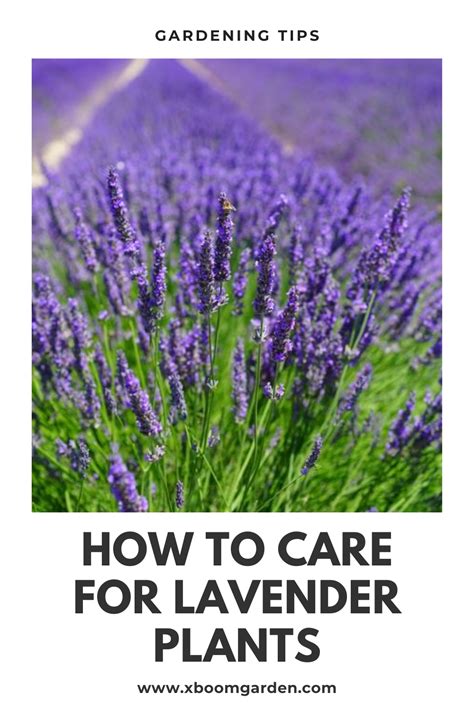How To Care For Lavender Plants In 2020 Lavender Plant Care