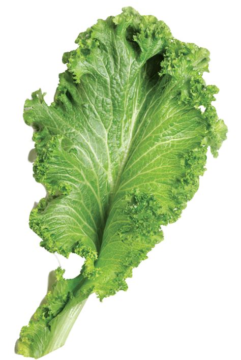 Download Mustard Greens Png Image For Free