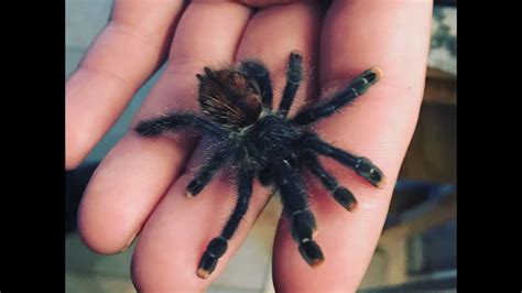 And yes my pink toe is also a pet web as well. Baby Tarantula Jumping and Handling - YouTube