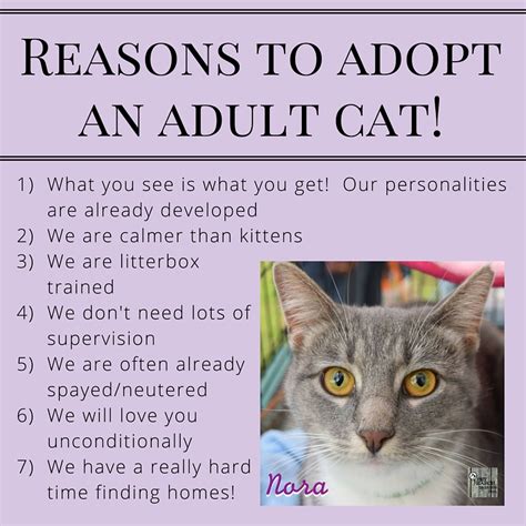 About Adoptions Pet Search Animal Rescue And Placement